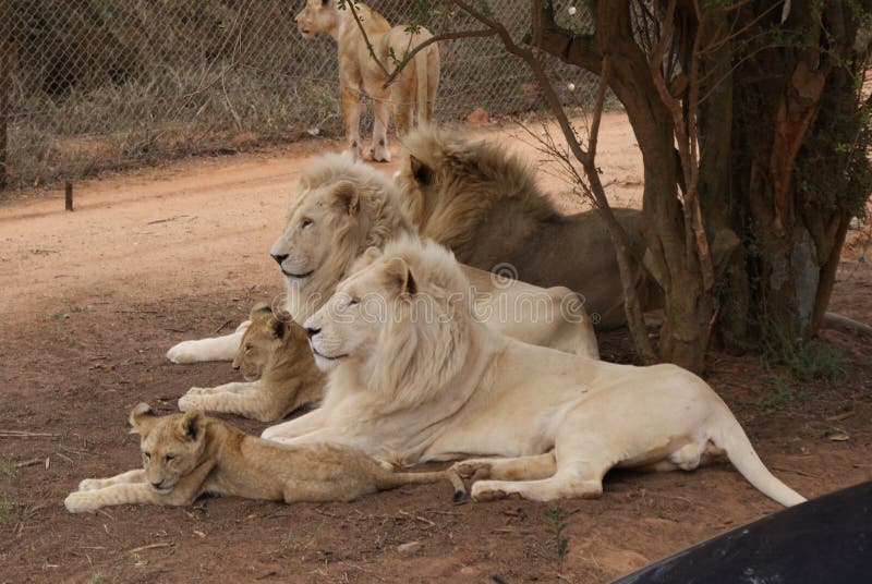 Lions sud-africains
