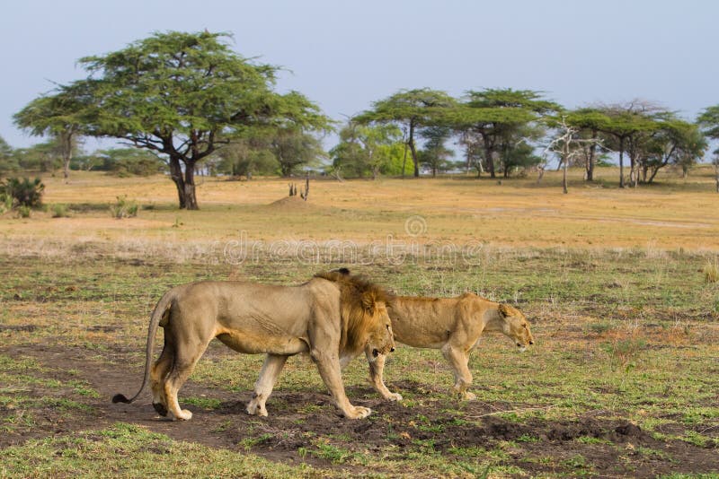 Lions walking