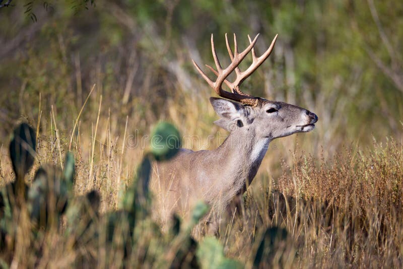 Lip curling royalty free stock photography