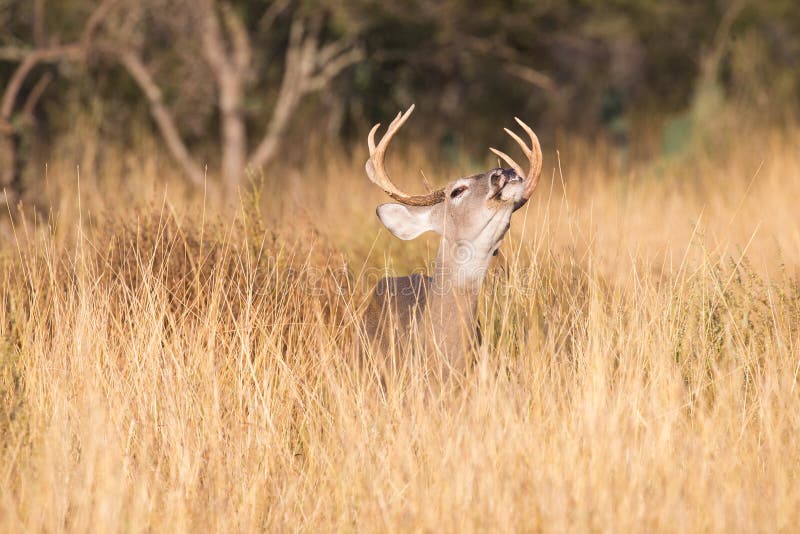 Lip curling by whitetail buck royalty free stock photos