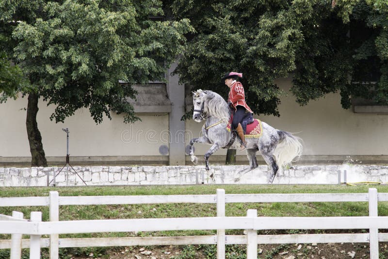 Lipica Slovenia, July 21st 2018,Spanish horse rider with his horse during public training. Spanish Riding School