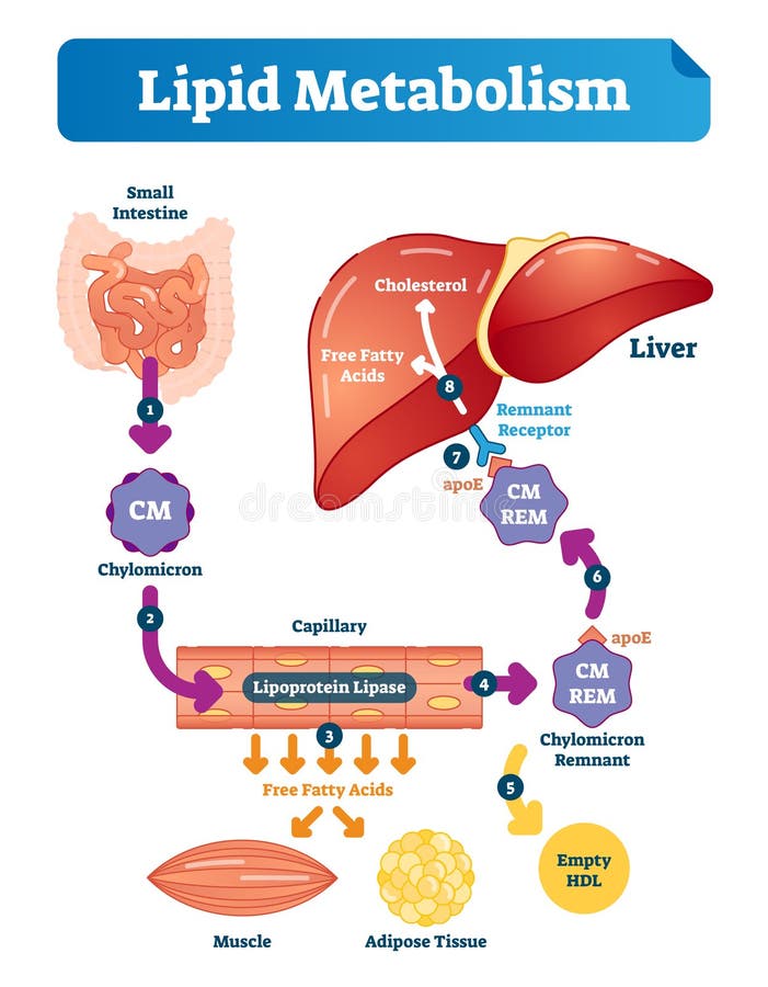 Lipid metabolizmu wektorowy ilustracyjny infographic Przylepiający etykietkę medyczny plan ilustracji Lipid metabolizmu wektorowy ilustracyjny infographic Przylepiający etykietkę medyczny plan ilustracji
