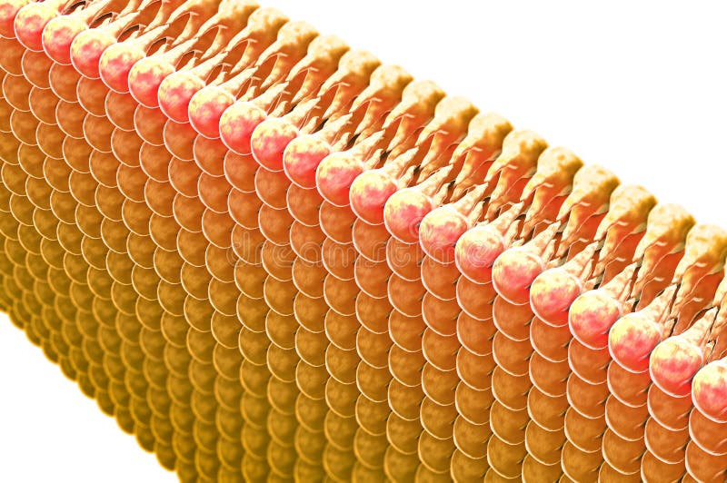 Lipidevorming, vet in het menselijke lichaam Weergeven onder de microscoop vector illustratie Lipidevorming, vet in het menselijke lichaam Weergeven onder de microscoop vector illustratie
