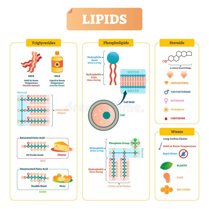 Lipids Vector Illustration Triglycerides Waxes And Steroids