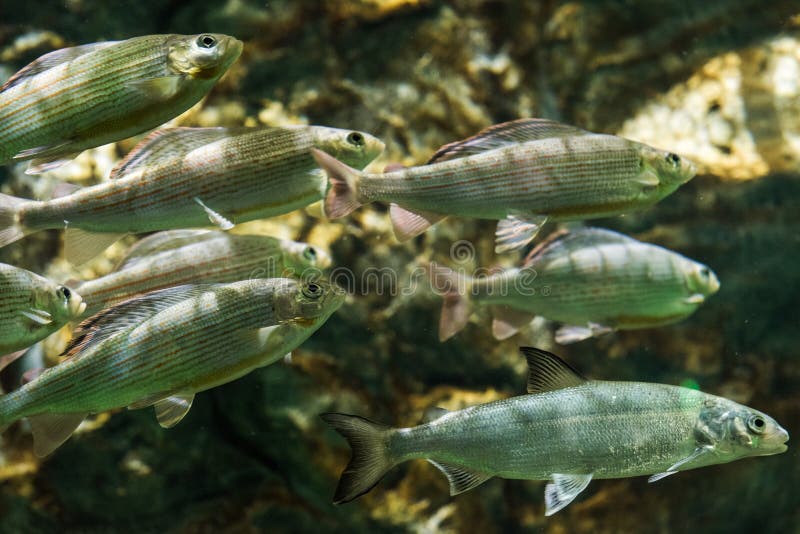 Lipień - Pływać słodkowodnej ryba fotografia stock Lipień - Pływać słodkowodnej ryba fotografia stock