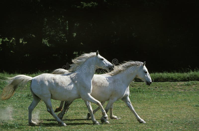 LIPIZZAN