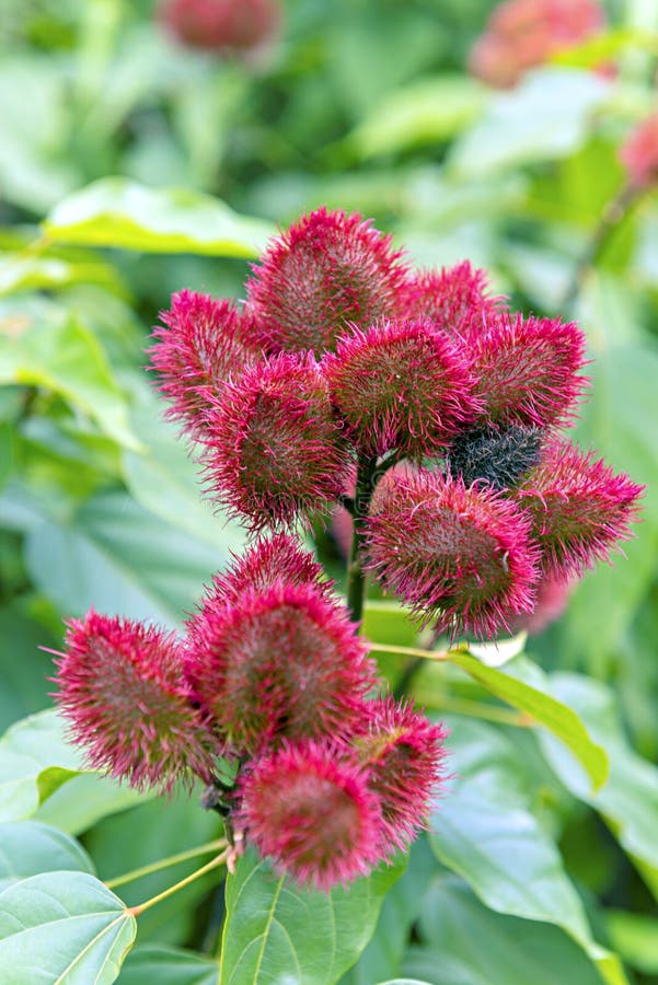 Lipstick fruit in Zanzibar. Red and hairy lipstick fruit, harvest in spice farm, achiote tree. royalty free stock images Lipstick fruit in Zanzibar. Red and hairy lipstick fruit, harvest in spice farm, achiote tree. royalty free stock images