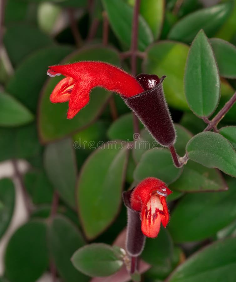 Lipstick Plant (Aeschynanthus Radicans) Stock Photo Image of