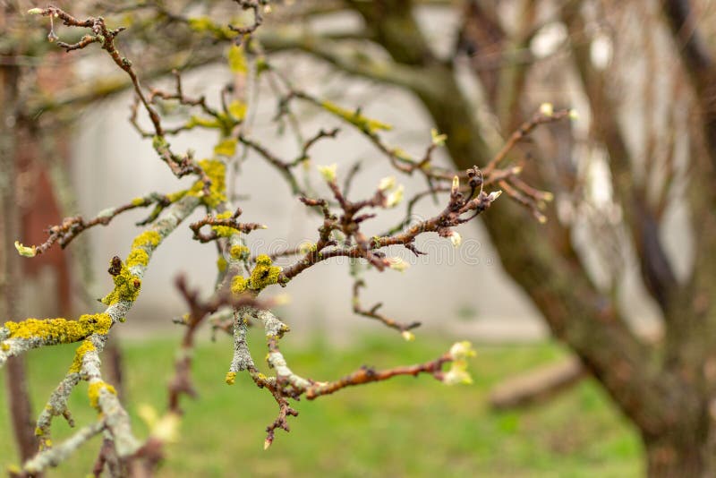 Liquen en las ramas de un manzano - parietina de Xanthoria Enfermedad del plantón de frutal imágenes de archivo libres de regalías Liquen en las ramas de un manzano - parietina de Xanthoria Enfermedad del plantón de frutal imágenes de archivo libres de regalías