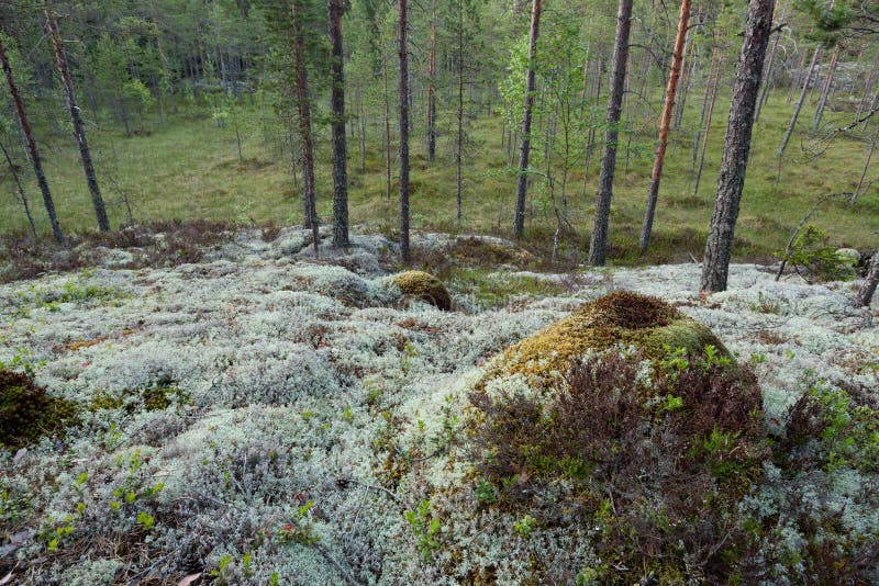 Liquen en paisaje del bosque imagenes de archivo Liquen en paisaje del bosque imagenes de archivo
