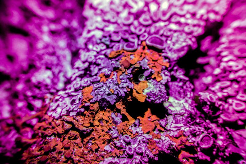 Liquen en ultravioleta fotografía de archivo Liquen en ultravioleta fotografía de archivo