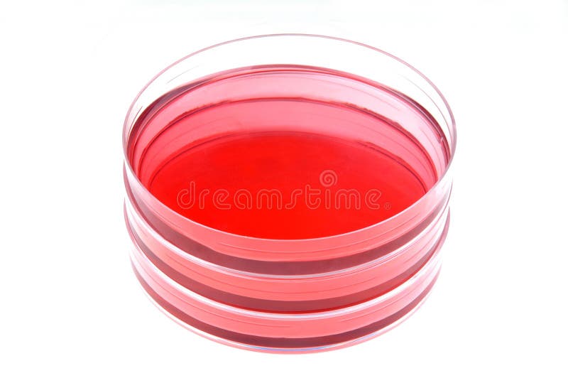 Liquid and Petri Dish in a Laboratory Stock Photo Image of clear