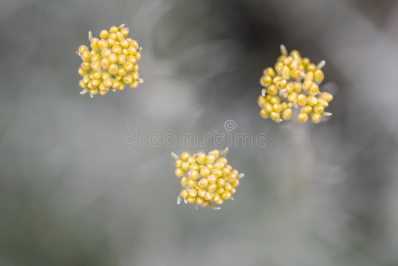 Liquirizia do Helichrysum fotografia de stock Liquirizia do Helichrysum fotografia de stock