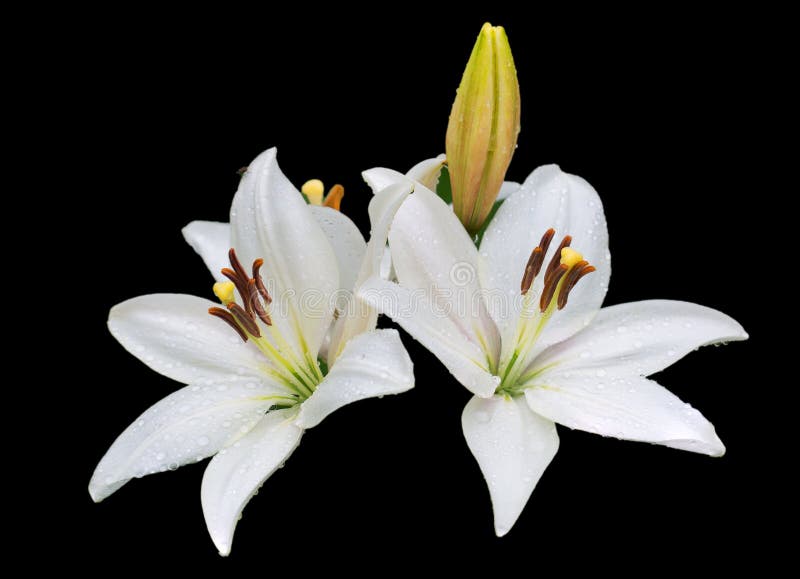 Lirio asiático blanco. imagen de archivo. Imagen de flor - 207075509