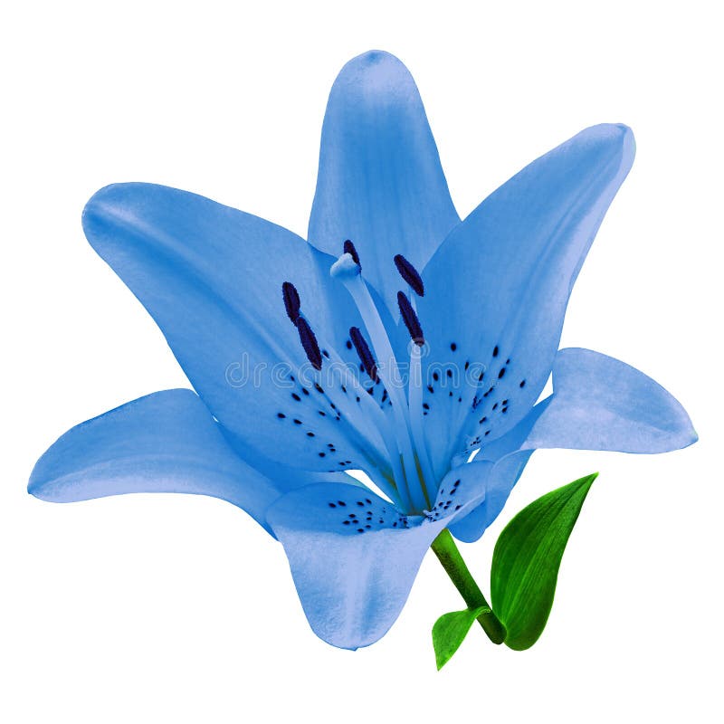 Lirio azul de la flor aislado en el fondo blanco Primer foto de archivo libre de regalías