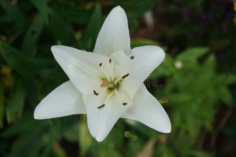 Lirio Blanco En Agosto En El Jardín. Lirios De Lirio Verdadero Es Un Género  De Plantas Herbáceas Florecientes Que Crecen a Partir Imagen de archivo -  Imagen de paisaje, ramo: 230528467