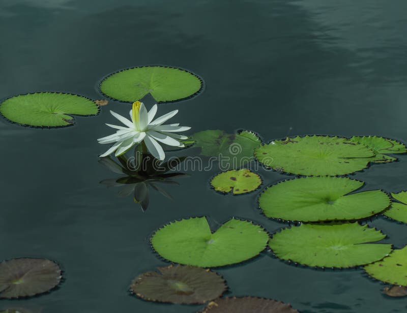 Lirio blanco prístino entre las salchichas verdes imagenes de archivo Lirio blanco prístino entre las salchichas verdes imagenes de archivo