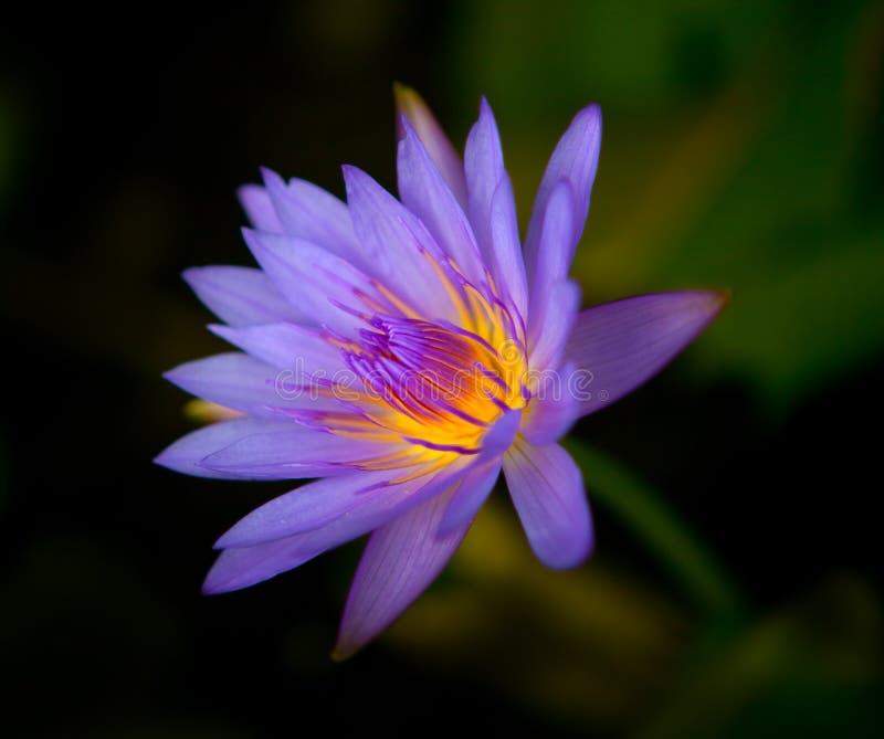 Beautiful purple and yellow water lily. Beautiful purple and yellow water lily