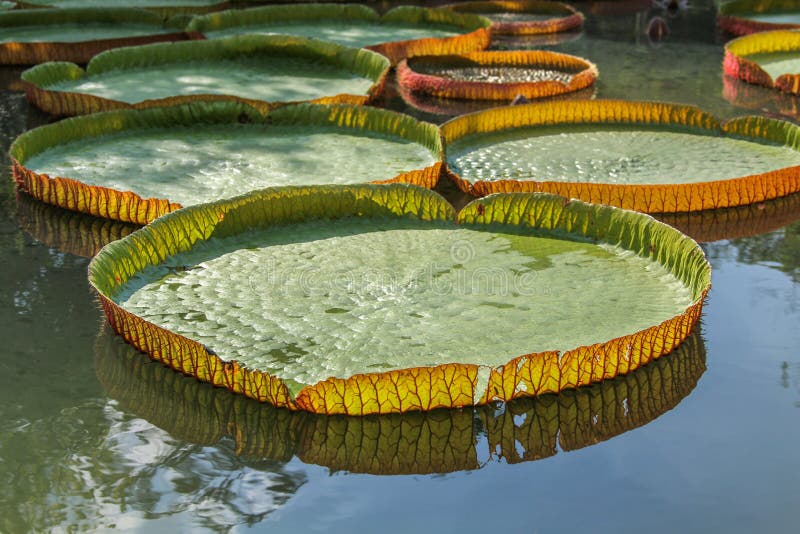 Flor Del Lirio De Agua De Victoria Foto de archivo Imagen de rosa