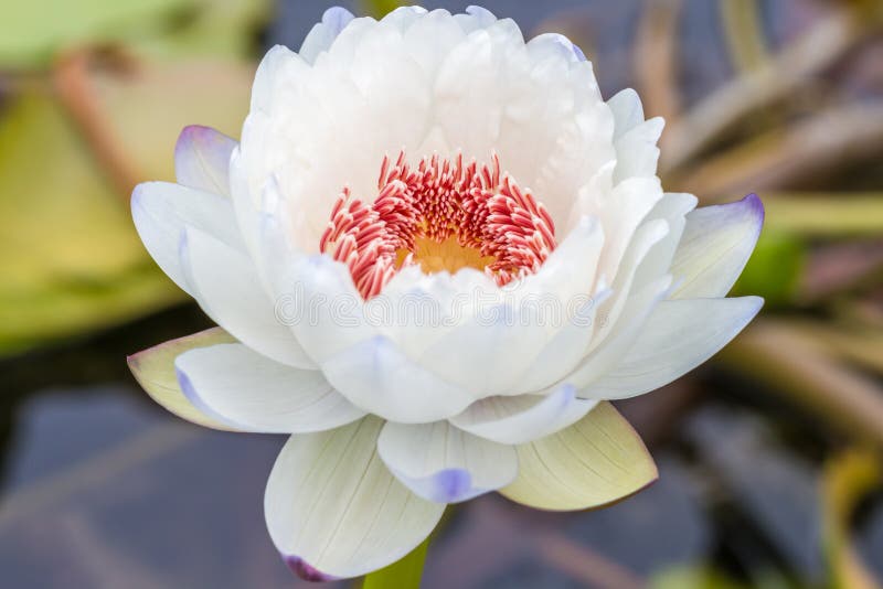 Lirio de agua o flor de loto blanco y púrpura en la charca imagenes de archivo Lirio de agua o flor de loto blanco y púrpura en la charca imagenes de archivo
