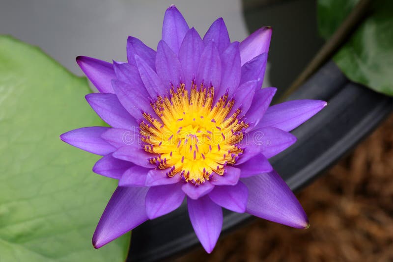 Lirio de agua o flor de loto púrpura hermoso imagenes de archivo Lirio de agua o flor de loto púrpura hermoso imagenes de archivo