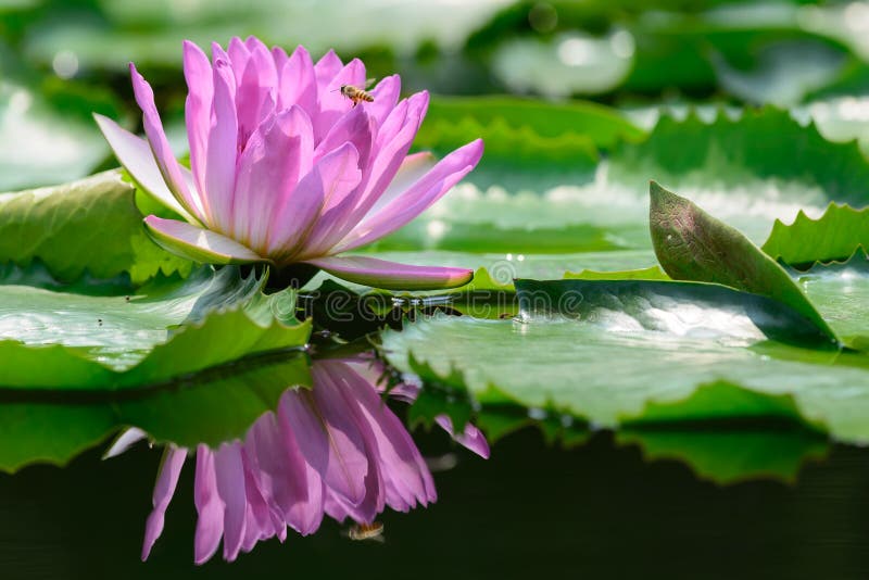 Purple water lily in the pond.It has a reflection. Purple water lily in the pond.It has a reflection.