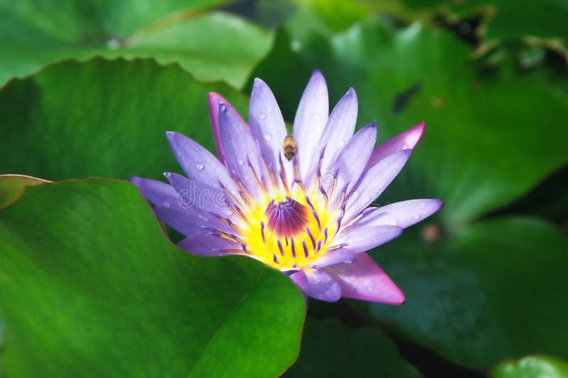 An Attractive Water Lily in a tropical garden, Hawaii. An Attractive Water Lily in a tropical garden, Hawaii.