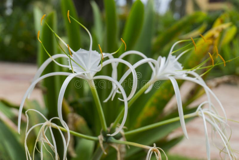 Lirio De La Araña, Hymenocallis Caribaea Araña-lirio Del Caribe Blanco  Imagen de archivo - Imagen de suave, tropical: 110259213