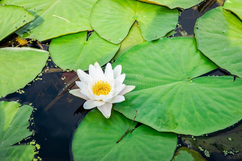 Lirio Flotante De Agua Blanca Y Amarilla Imagen de archivo - Imagen de  europa, hermoso: 222489331