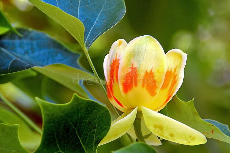 Liriodendron tulipifera - Tulip Tree