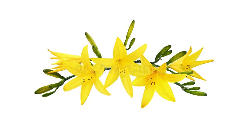 Lirios amarillos y capullos en un arreglo floral foto de archivo libre de regalías Lirios amarillos y capullos en un arreglo floral foto de archivo libre de regalías