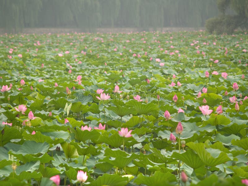 Nenúfares chinos fotos de archivo libres de regalías