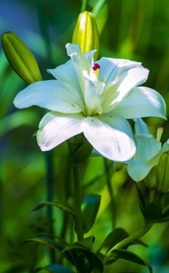 lirios el lirio de madonna, lirio blanco, florece la primavera, lirio en el blanco, whi foto de archivo libre de regalías lirios el lirio de madonna, lirio blanco, florece la primavera, lirio en el blanco, whi foto de archivo libre de regalías