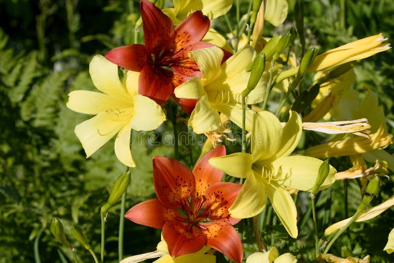 Lirios rojos y daylilies amarillos imagen de archivo libre de regalías Lirios rojos y daylilies amarillos imagen de archivo libre de regalías