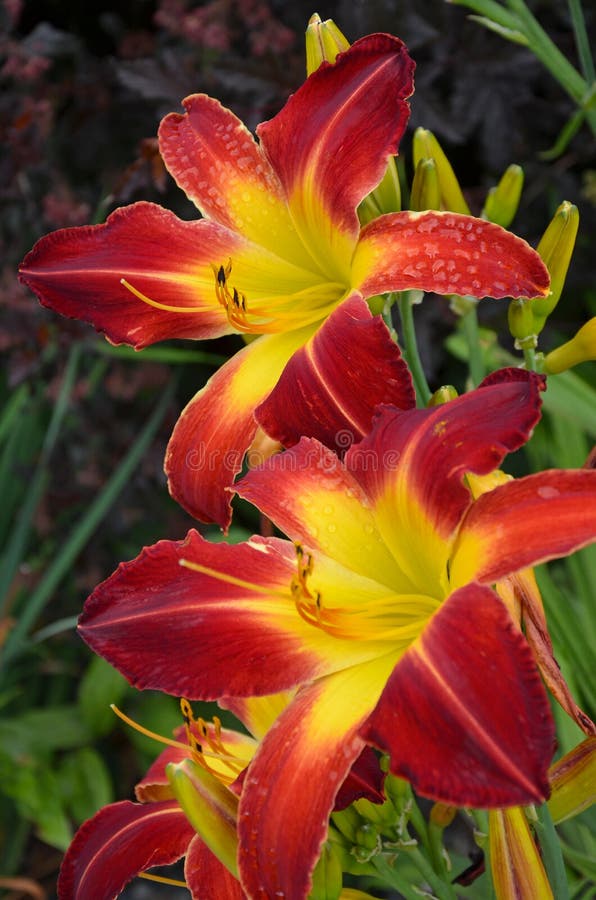 Lirios Tropicales Rojos Y Amarillos Foto de archivo - Imagen de floral,  lirios: 42763972