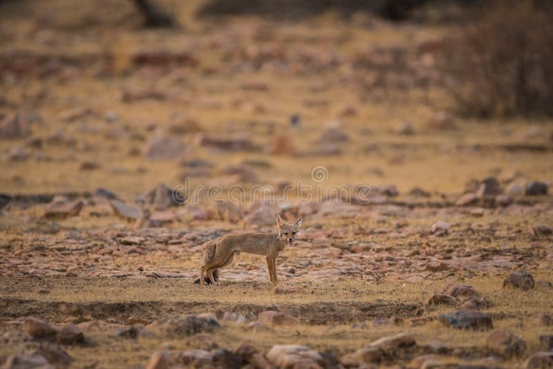 Lis ciuci Vulpes bengalensis przy Ranthambore parkiem narodowym obraz royalty free Lis ciuci Vulpes bengalensis przy Ranthambore parkiem narodowym obraz royalty free