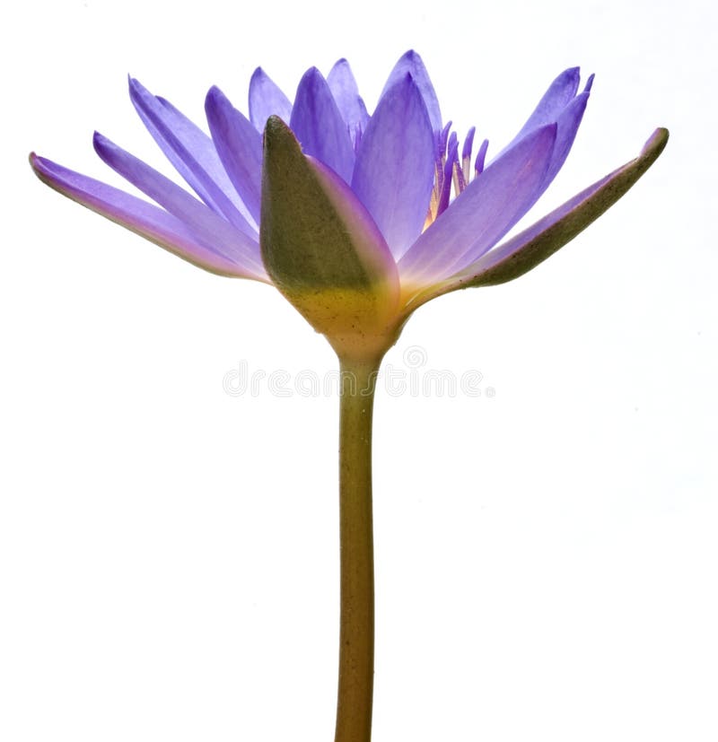 D'isolement du pourpre dans le lis d'eau de couleur