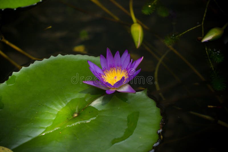 Lis De Violette D'eau Dans Un Lac Avec Une Plante Aquatique De Fleurs  Violettes Image stock - Image du pourpré, romantique: 174135453