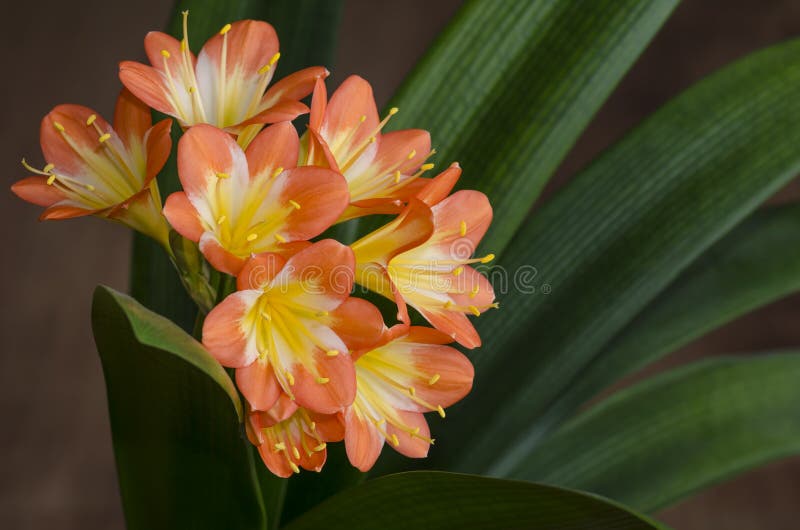 Lis fleurissant 1 (miniata natal ou de buisson de Clivia) images stock Lis fleurissant 1 (miniata natal ou de buisson de Clivia) images stock