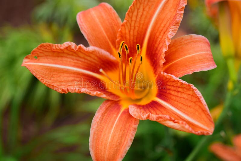 Lis orange en pleine floraison photographie stock libre de droits Lis orange en pleine floraison photographie stock libre de droits