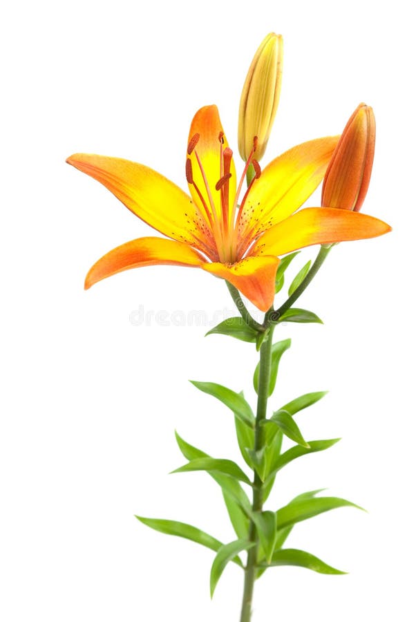 Lis orange sur le blanc photo stock Lis orange sur le blanc photo stock
