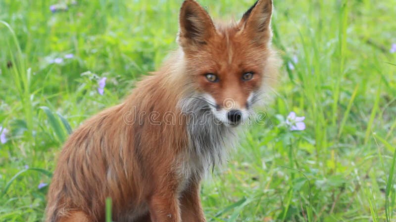 lisa Minnesota północnej bliżej być sfotografowana czerwone