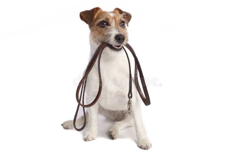 Liscivia della holding del terrier del Jack russell immagini stock libere da diritti