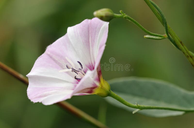 Fleur Violette D'un Liseron Photo stock - Image du gloire, herbe: 63209182