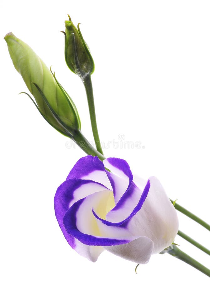 Lisianthus