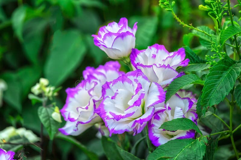 LisianthusBlumen Im Garten Schüchtern Stockbild Bild