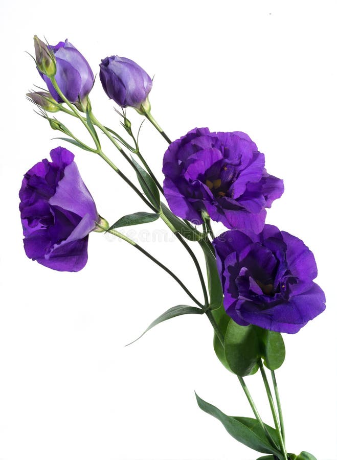Lisianthus eustoma royalty free stock images Lisianthus eustoma royalty free stock images