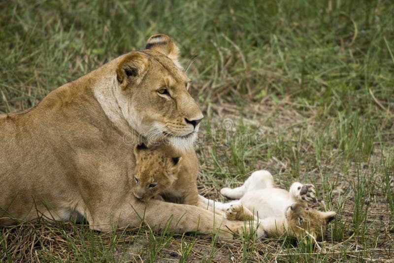 lisiątka lwicy jej serengeti Tanzania zdjęcie royalty free lisiątka lwicy jej serengeti Tanzania zdjęcie royalty free