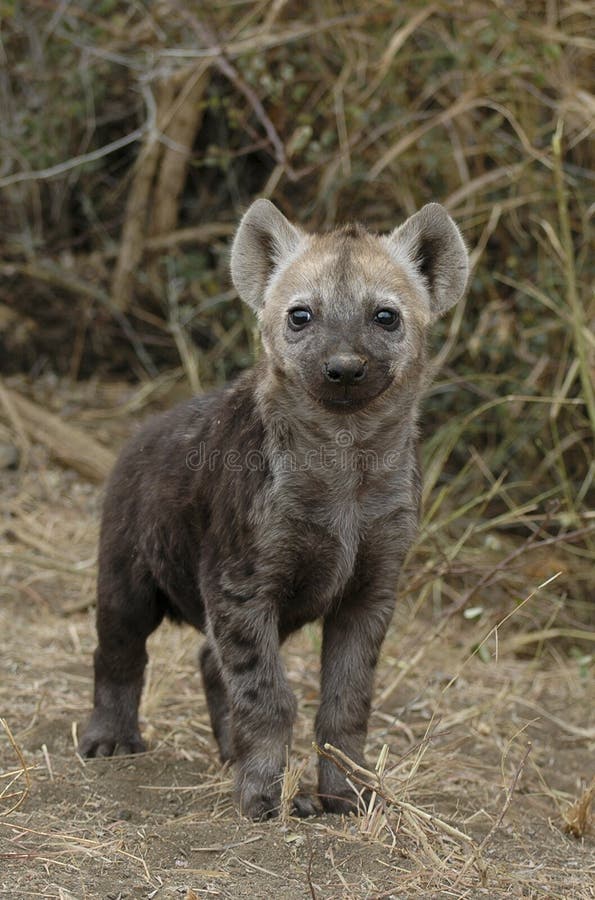 Cute smiling spotted hyena cub, looking right at the viewer. The picture was taken in Kruger National Park, South Africa. Cute smiling spotted hyena cub, looking right at the viewer. The picture was taken in Kruger National Park, South Africa