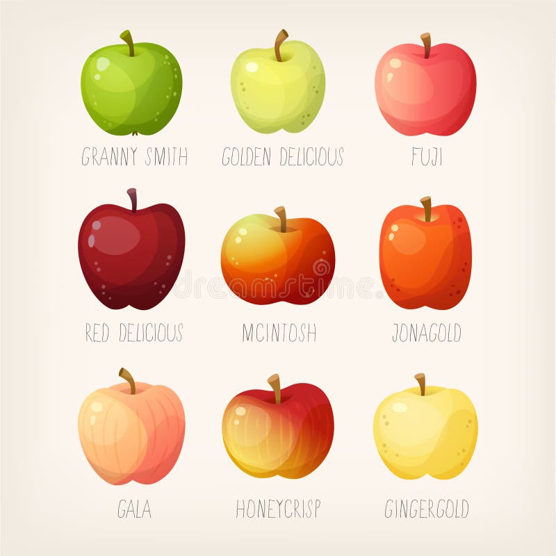 List of apples royalty free illustration